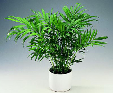 комнатное растение пальма