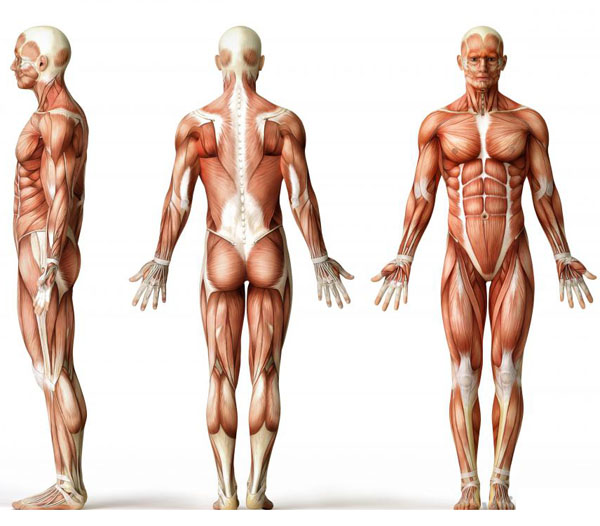 what-causes-muscle-loss