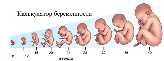Калькулятор беременности рассчитать